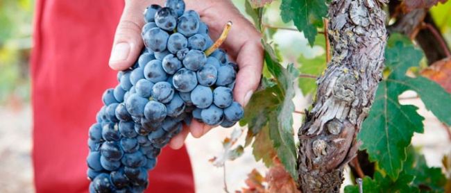 enoturismo en la ribera del duero