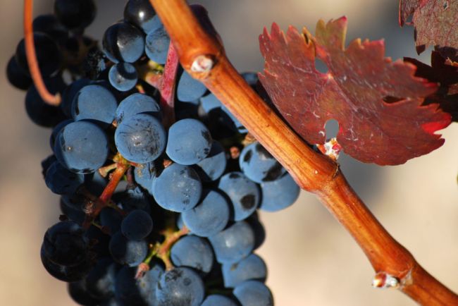 Vendimia en la Ribera del Duero
