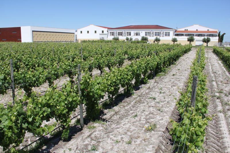 Casa Ermelinda Freitas: un siglo de liderazgo femenino y una colección de vinos que engrandece la Península de Setúbal