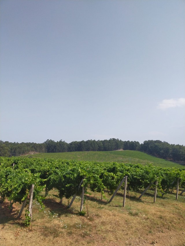 Plantación de viñedos de Bodegas Fillaboa