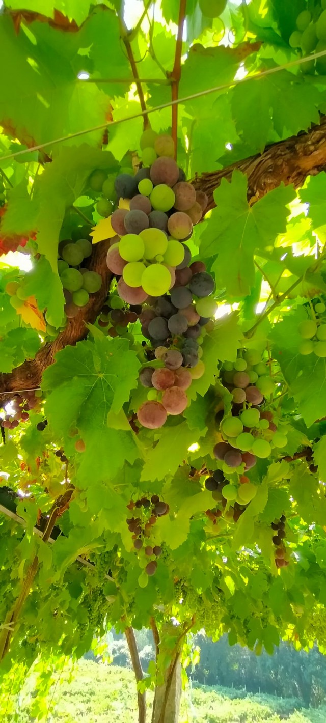 Uvas Albariño de Bodegas Fillaboa