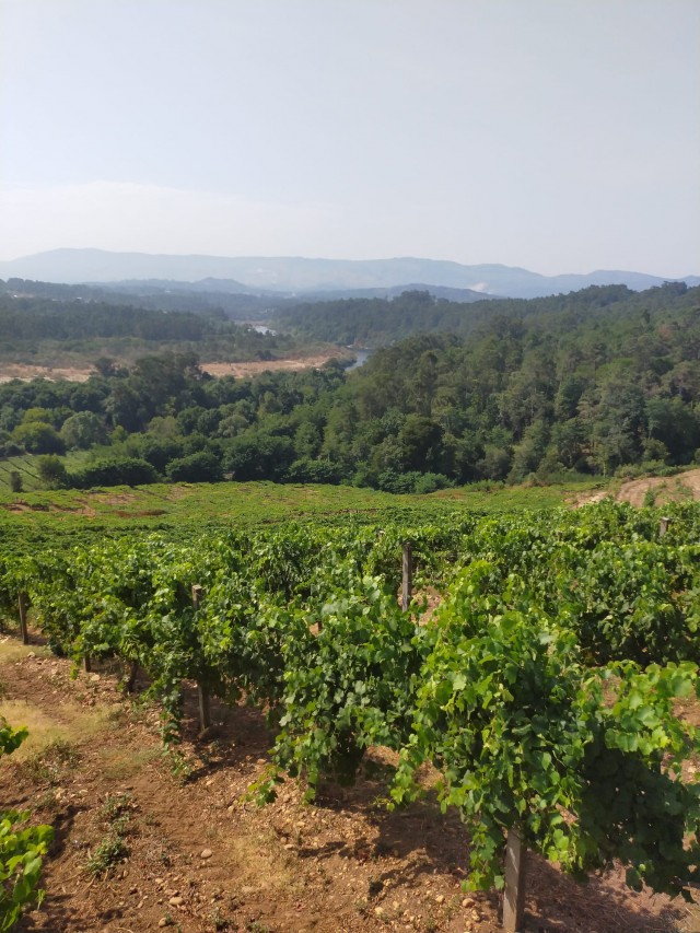 Viñedos de Bodegas Fillaboa