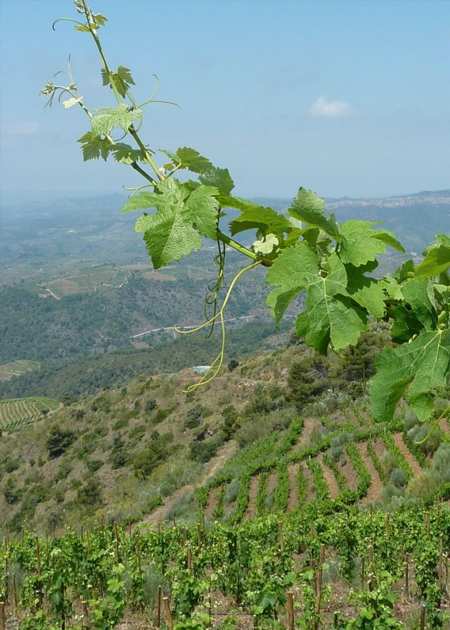 best-priorat-wine-tour.jpg