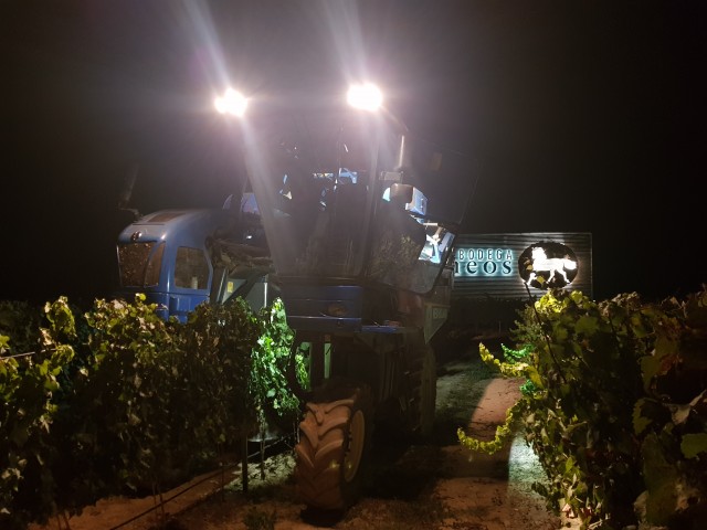 Vendimia uva Riesling en Pirineos