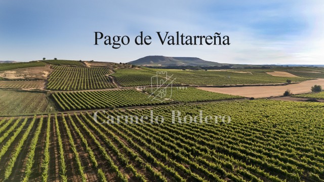 viedosbodegascarmelorodero.jpg