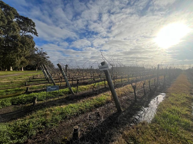 vinedocostaypampa.jpg