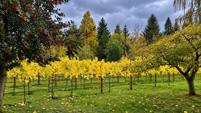 vinedo-linaje-wines-lago-puelo-patagonia.jpg