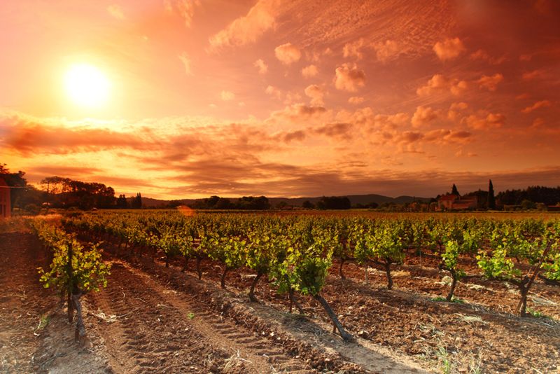 Italy Recognizes Consorzio Vino Toscana as Toscana IGTs Governing Body