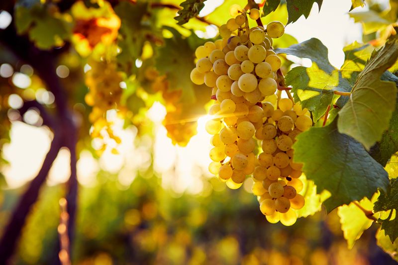 Veneto faces another 11 million-hectoliter grape harvest as wine stocks already top 12 million hectoliters