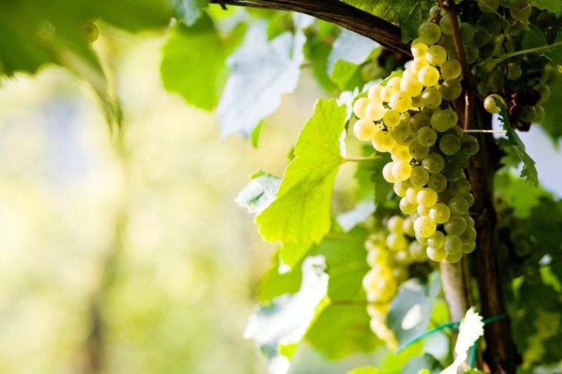 Nizza DOCG forms a protection consortium to steer its next phase of growth
