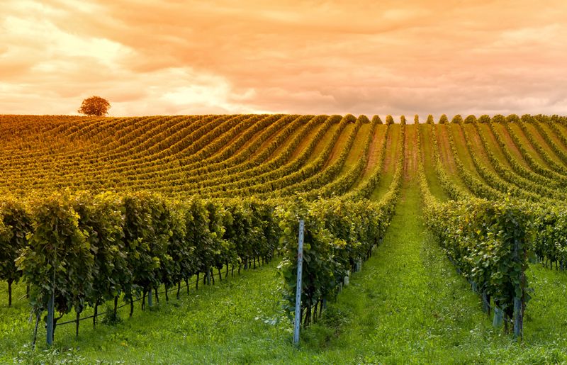La chaleur record avance d’un mois les vendanges dans le Piémont