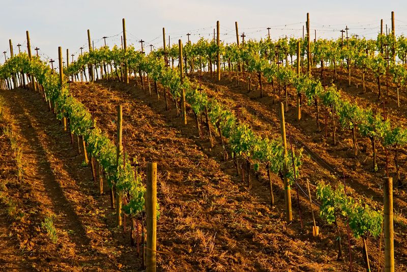 L’allerta siccità limita l’irrigazione agricola in alcune zone della Francia orientale