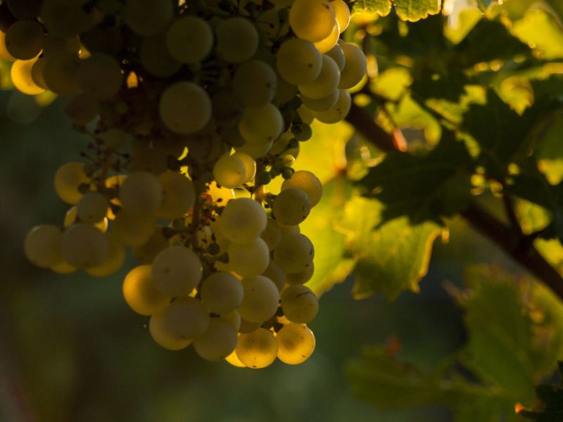 Domaine Lafage beginnt in Roussillon mit der frühesten Lese seiner Geschichte