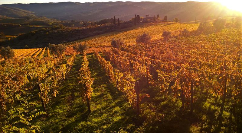 Sizilien eröffnet Italiens Weinlese 2026 mit früher Lese in Menfi
