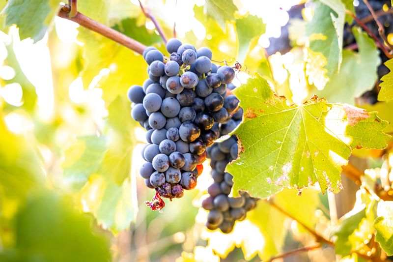 Researchers identify an ancient Ethiopian grapevine lineage in Tigray