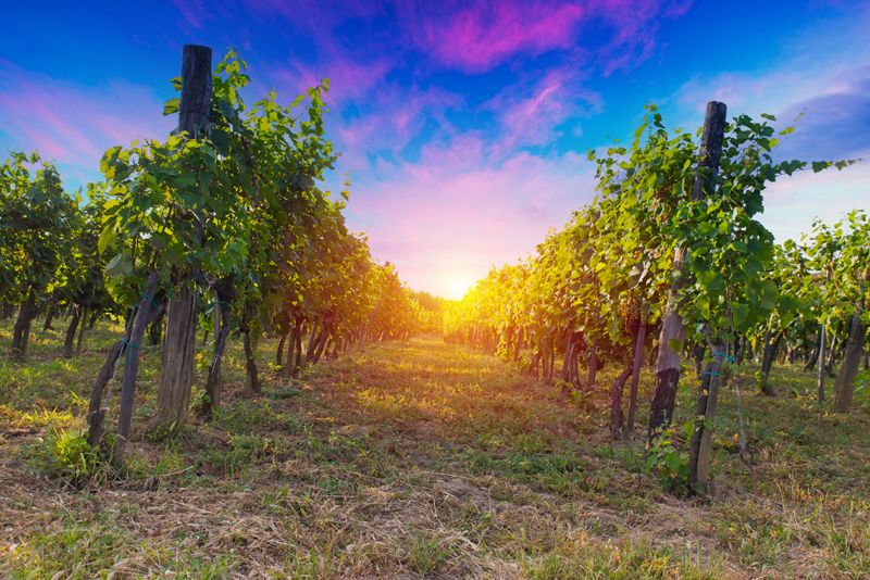 Bordeaux wine sales fell below three million hectoliters for the first time in decades