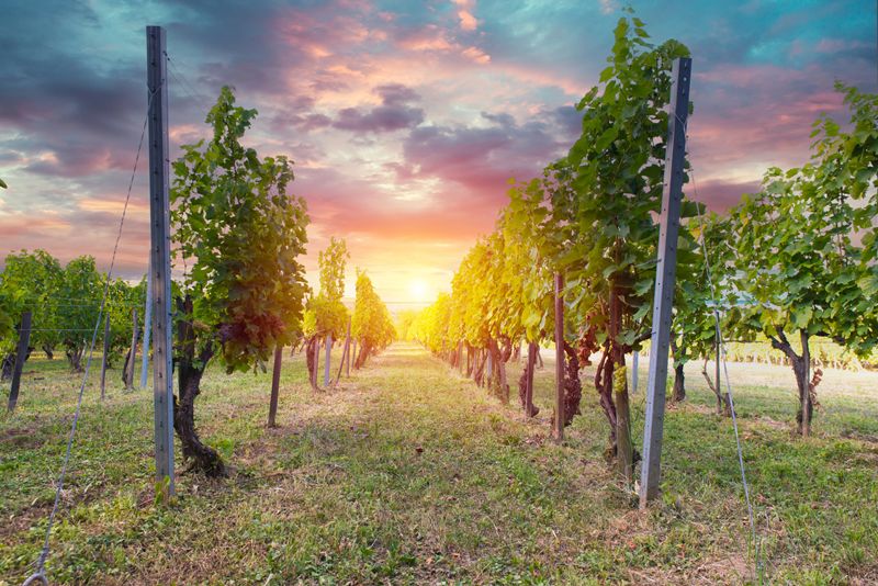 Bordeaux Vineyard Prices Plunged by More Than 80% in Parts of the Médoc