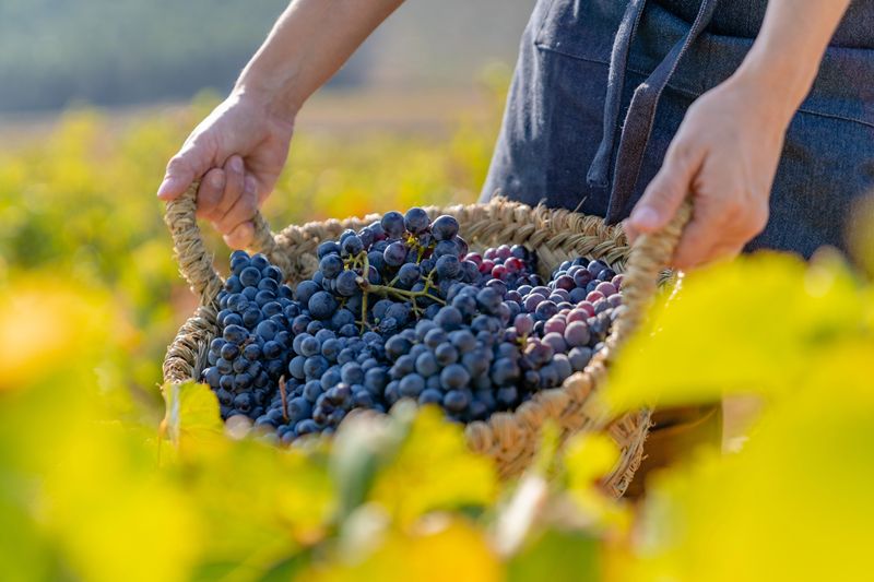 L’Alsazia fissa al 18 agosto la vendemmia più precoce di sempre