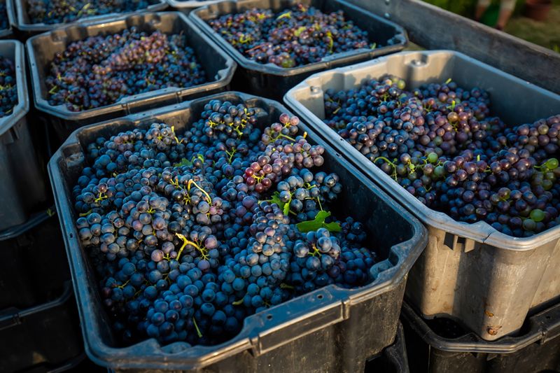 Chateau Troplong-Mondot started its earliest red harvest on record on Aug. 19