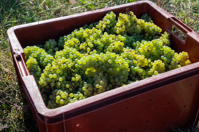 Languedoc’s wine output is expected to rise 5% in 2026