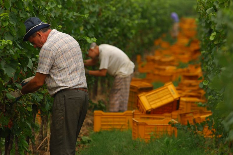 Il Veneto chiede alle camere di commercio di registrare gli usi reciproci nel lavoro agricolo