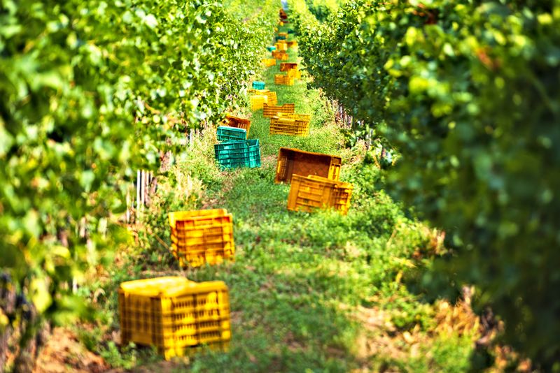 Two Worker Deaths Put Champagne Harvest Conditions Under Scrutiny