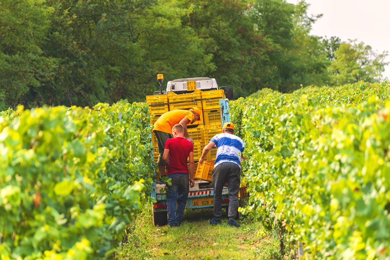 Rekordhitze bringt Italien in seine früheste Traubenlese dieses Jahrhunderts
