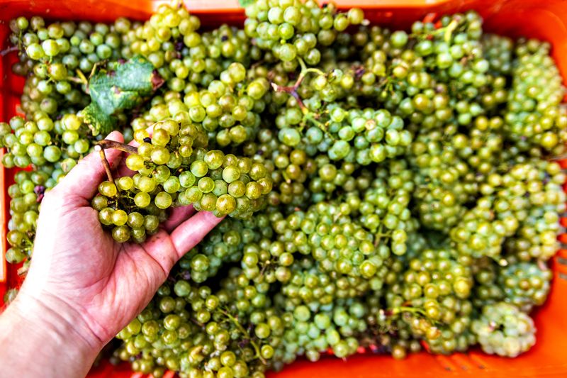 Champagne की 2026 कटाई में किलो-दर मज़दूर दिन में सिर्फ 200 से 300 किलो जुटा रहे हैं