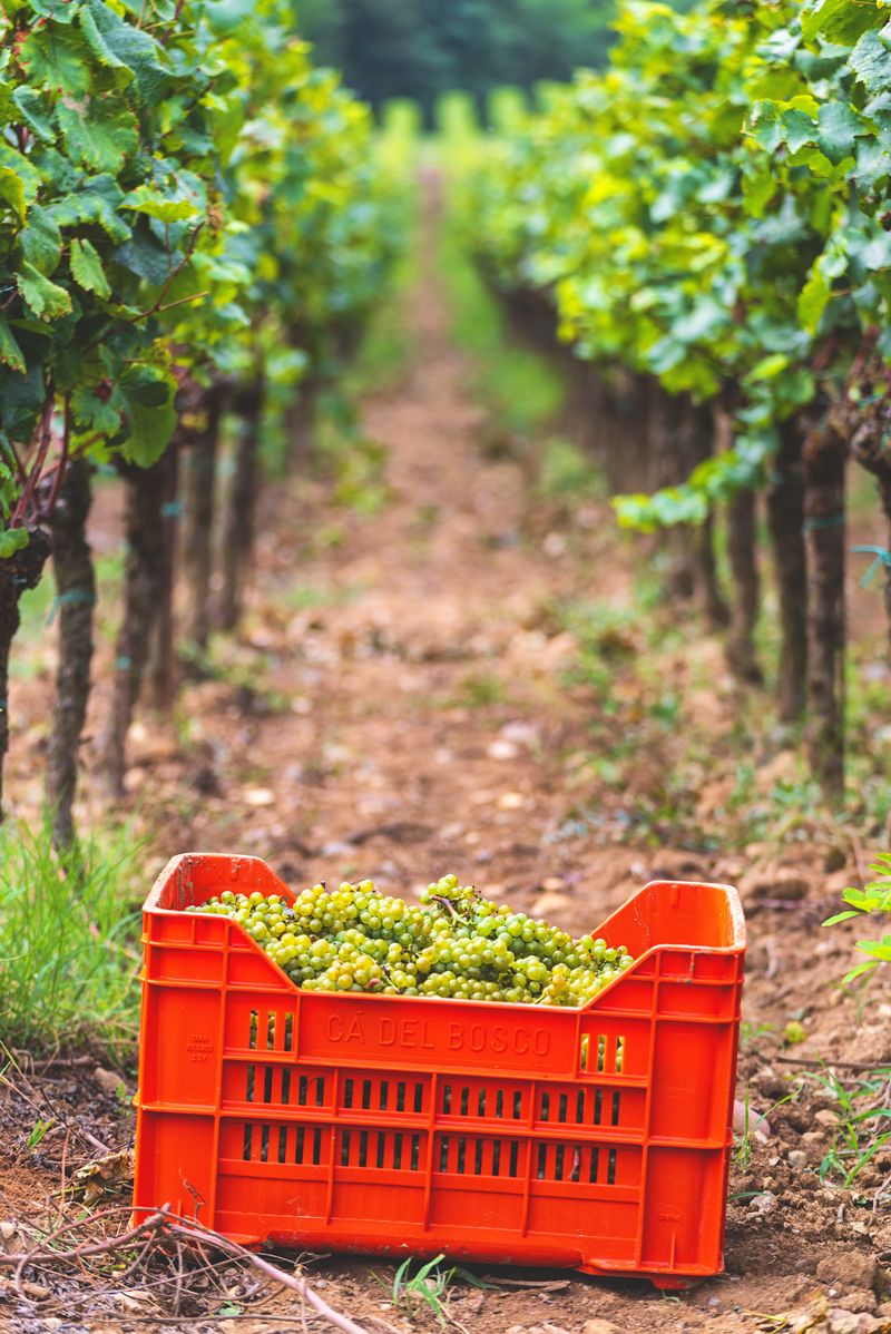 Bollinger began its earliest Champagne harvest on record on Aug. 13