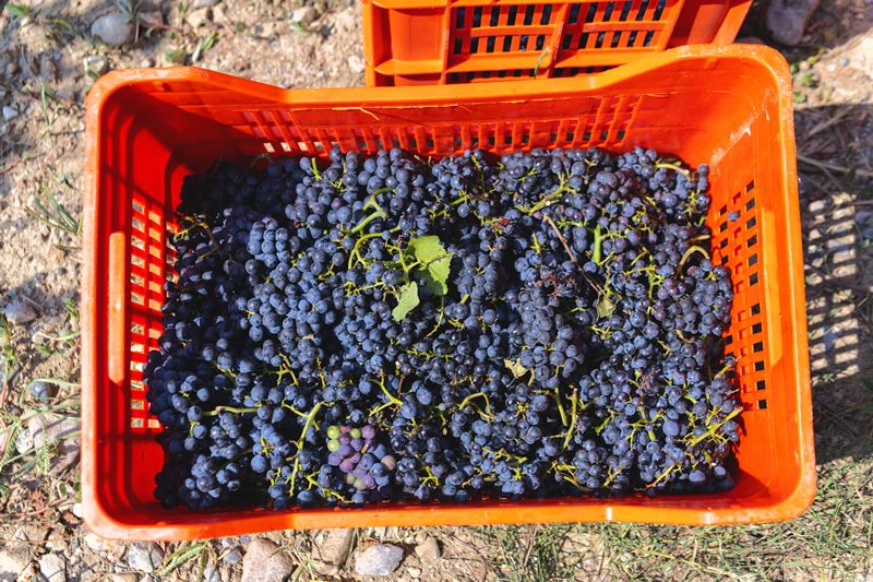 Klimawandel treibt Chablis-Lese zu einem beispiellosen Start am 17. August