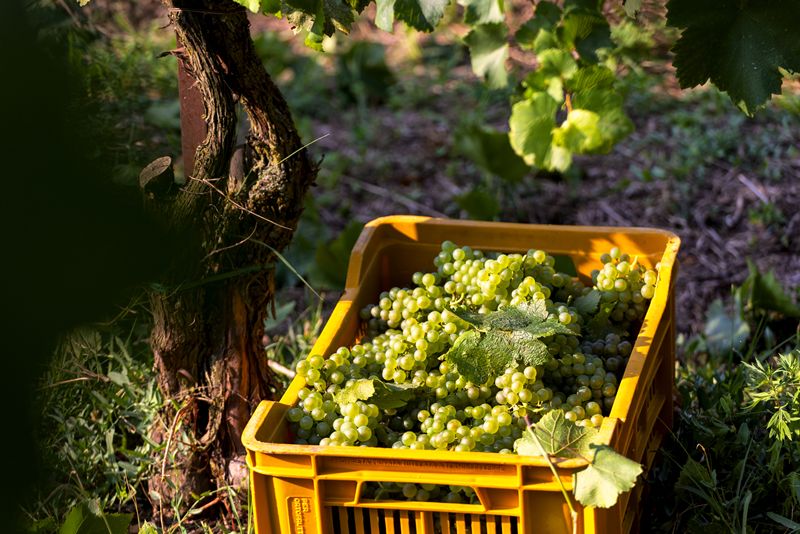 La France relève à 15 % le plafond d’achats des vignerons champenois pour la récolte 2026