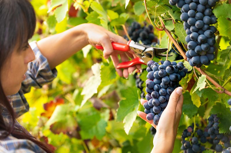 I gruppi del vino pugliesi chiedono misure d’emergenza per 4,28 milioni di ettolitri in cantina