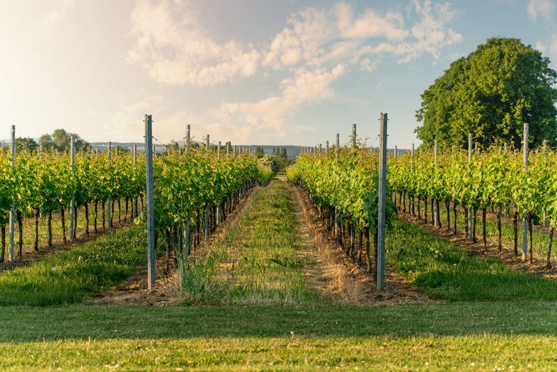 Los viveristas italianos piden destinar la OCM del vino a renovar viñedos