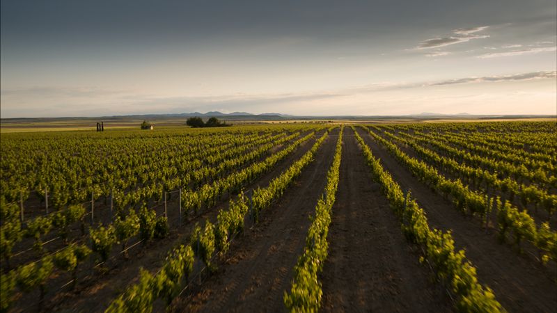 Vindima de uvas para vinho na Califórnia cai para o nível mais baixo desde 1999