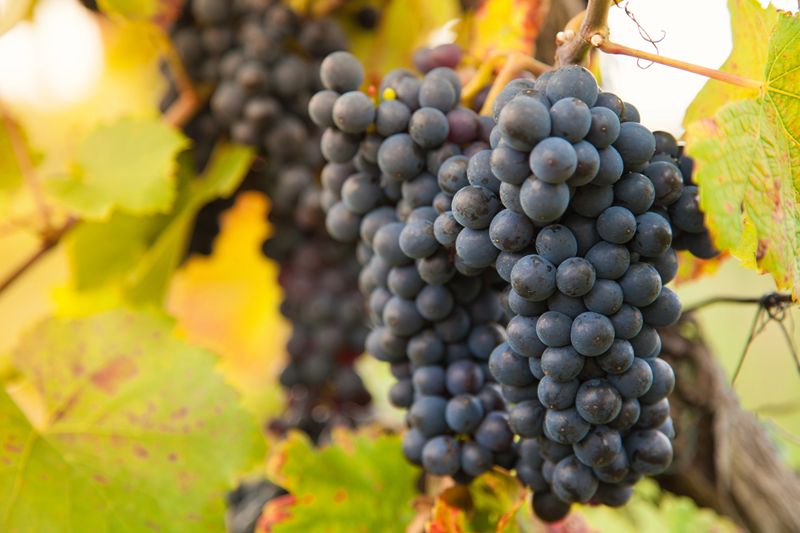 Francia prevé una de sus vendimias más cortas en 30 años