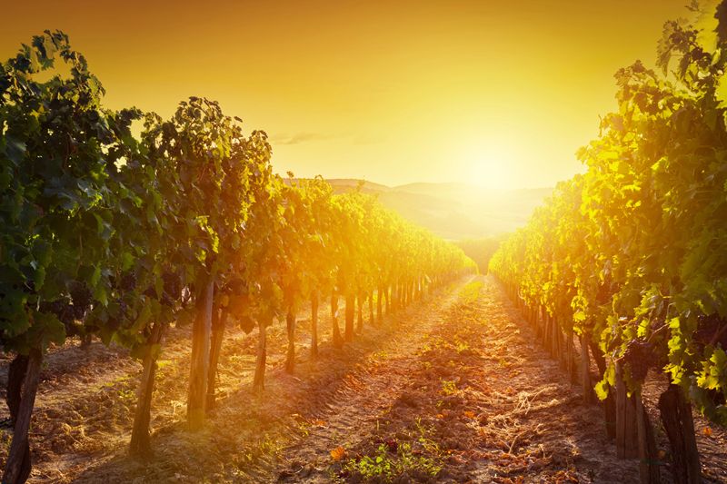 France allows temporary changes to protected food label rules during historic drought