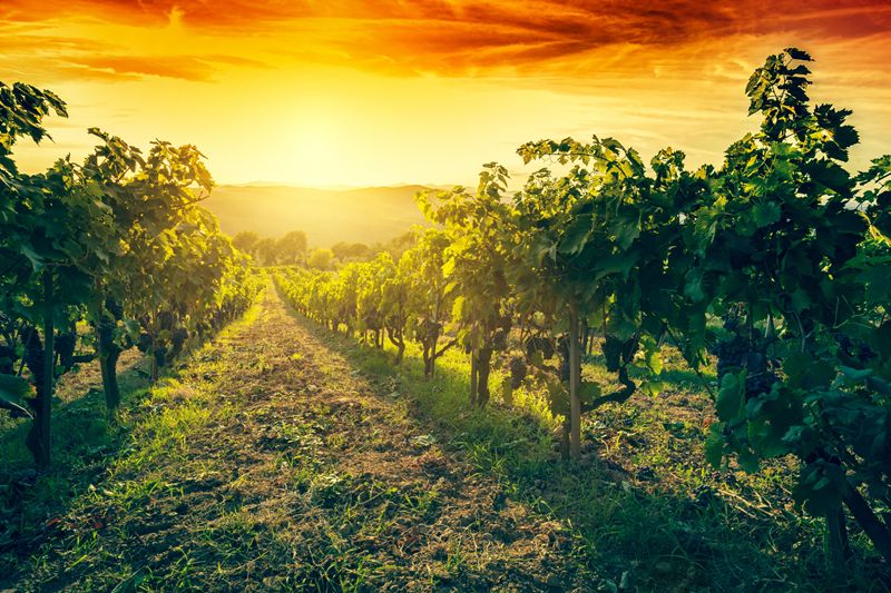 Frankreich steuert auf eine der drei schwächsten Weinlesen der vergangenen 30 Jahre zu