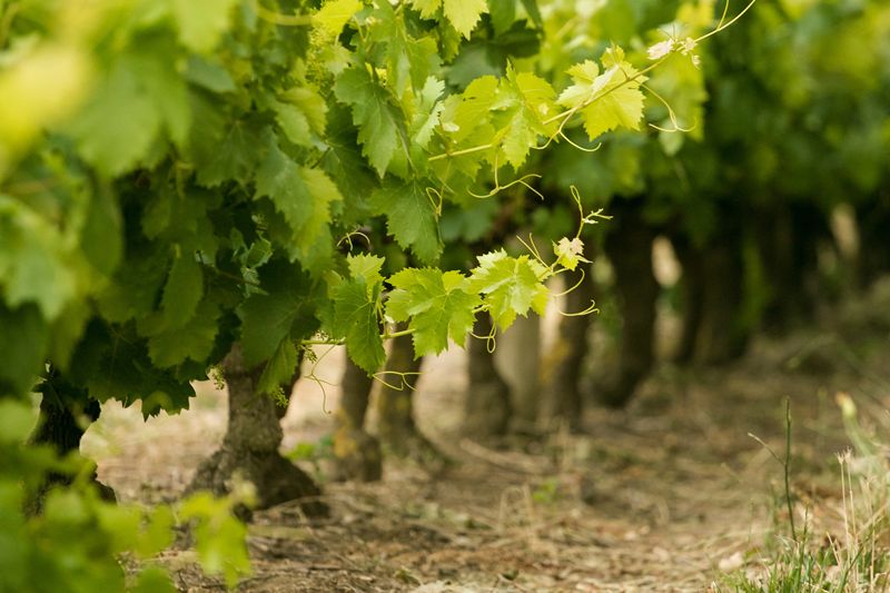 Les Pouilles abordent les vendanges 2026 avec 4,29 millions d’hectolitres de vin encore en stock.