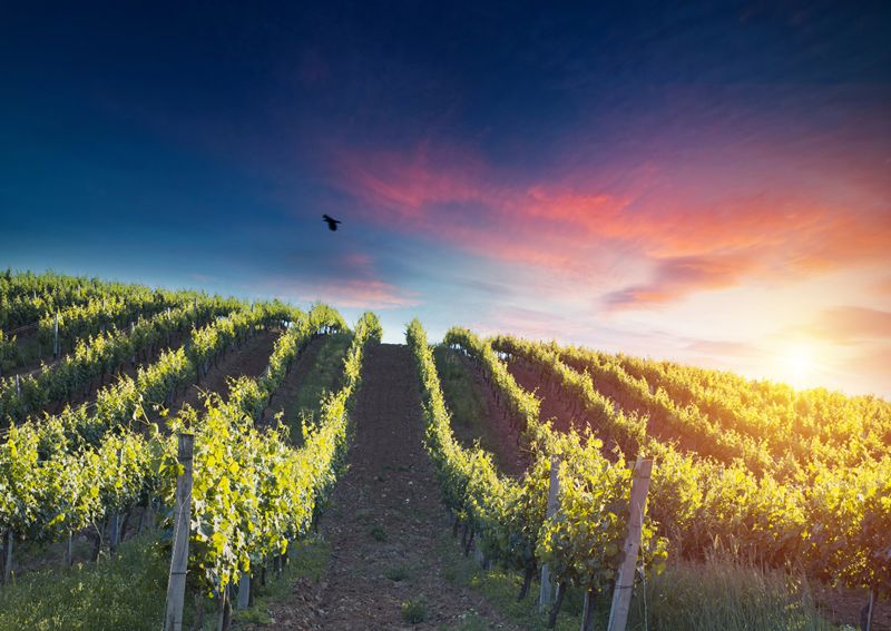 Tripadvisor coloca una ruta del vino de Madrid entre las mejores del mundo