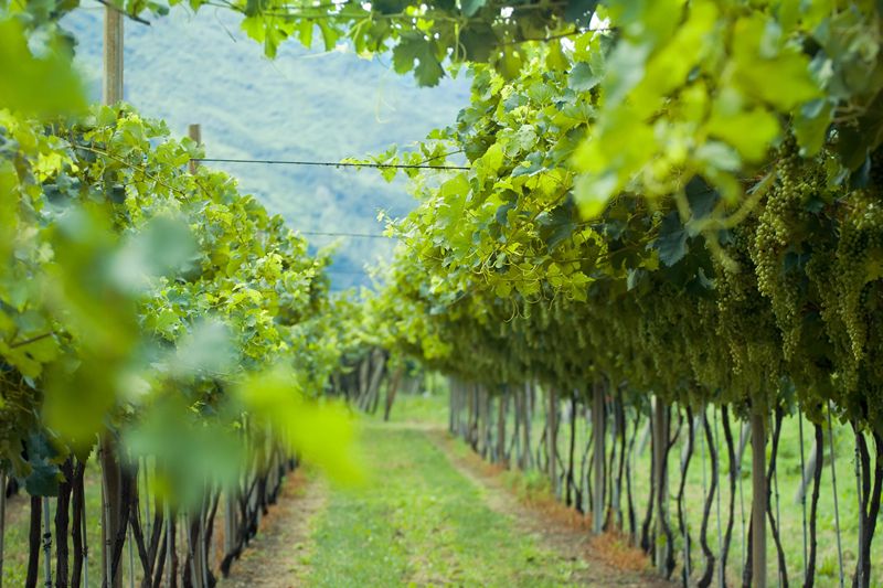 Des chercheurs relient les différences de chimie du Pinot Noir entre parcelles au pH du sol, au manganèse et aux bactéries de la zone racinaire