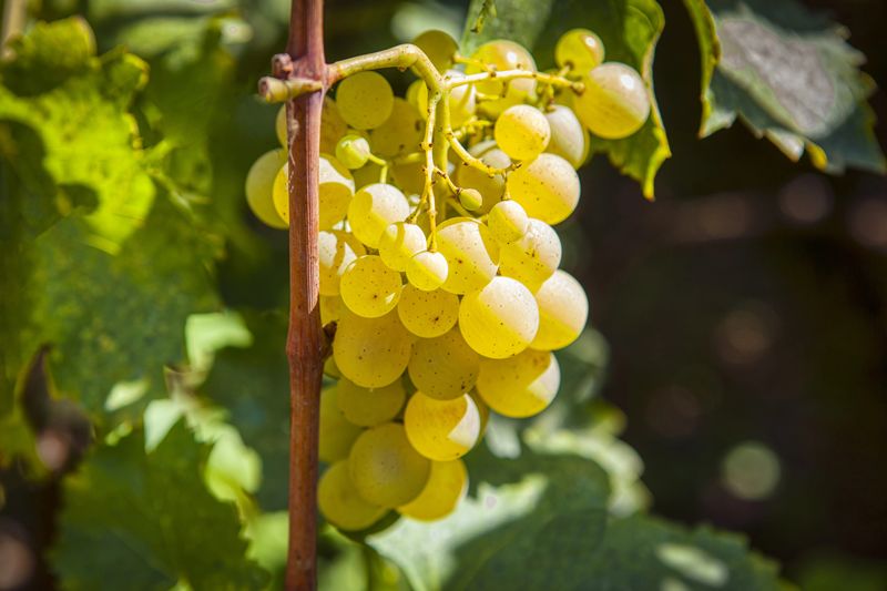 La vendimia del Marco de Jerez supera en un 70% toda la cosecha anterior