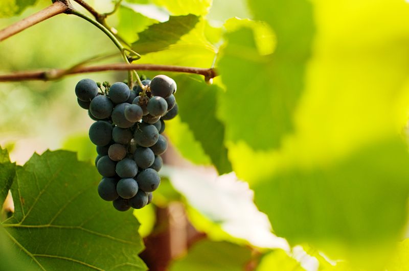 Research shows late-season °Brix can mislead winemakers on harvest timing.