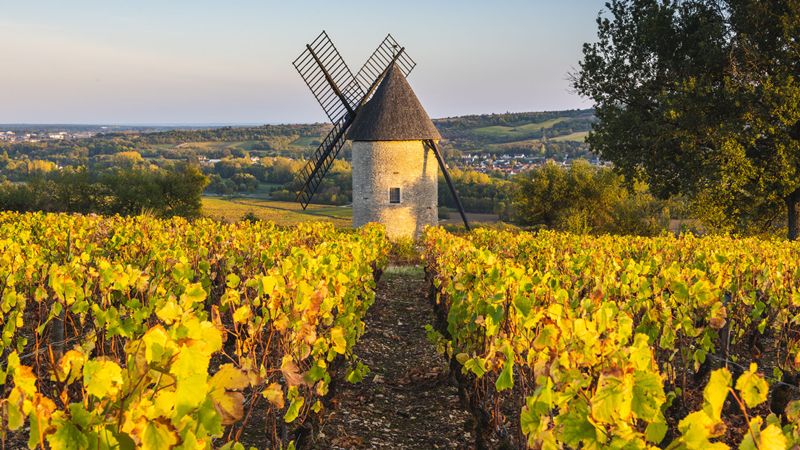 Santiago de Chile acogerá por primera vez la gala de The 50 Best Vineyards