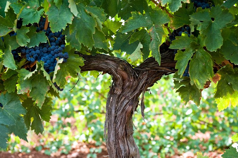 Grapevine Yeasts Reduced a White Rot Pathogen by 83% in Laboratory Tests