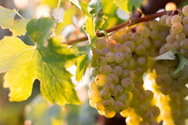 Rueda reconoce el coste de haber construido su imagen alrededor de la verdejo