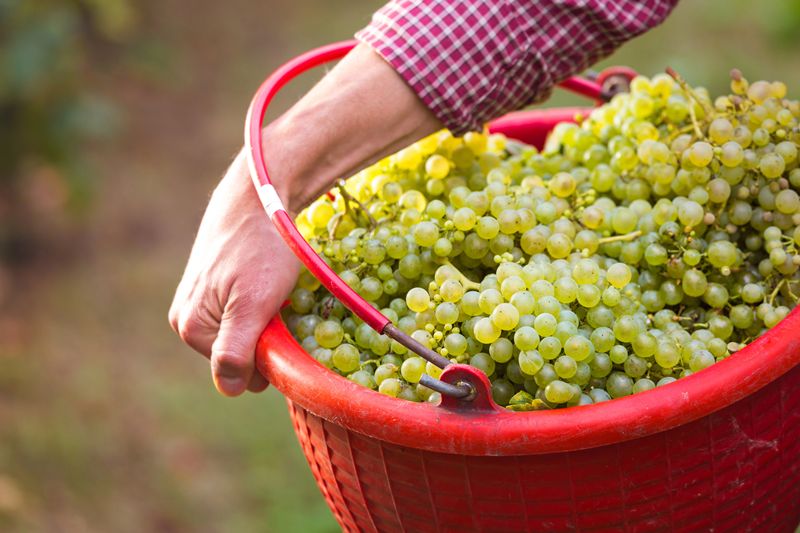 Les vignerons du Val de Loire et du Beaujolais annoncent une récolte 2026 nettement plus faible.