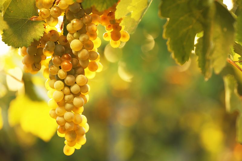 La clave del vino fresco en Italia está en proteger la viña del calor