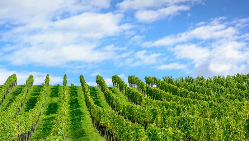 European Union approves major rewrite of Tierra del Vino de Zamora wine rules.