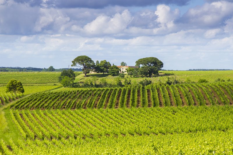 French Farm Union Urges Overhaul of Wine Advertising Rules