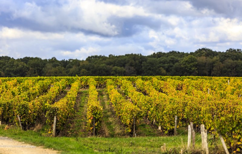 Deputados italianos reavivam proposta sobre castas PIWI para vinhos de denominações de topo